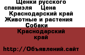 Щенки русского спаниэля. › Цена ­ 3 000 - Краснодарский край Животные и растения » Собаки   . Краснодарский край